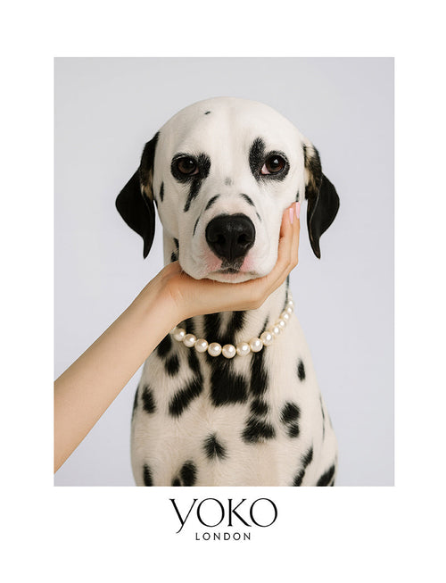 Yoko London at Cadogan Dog Day: A Celebration of Style and Companionship