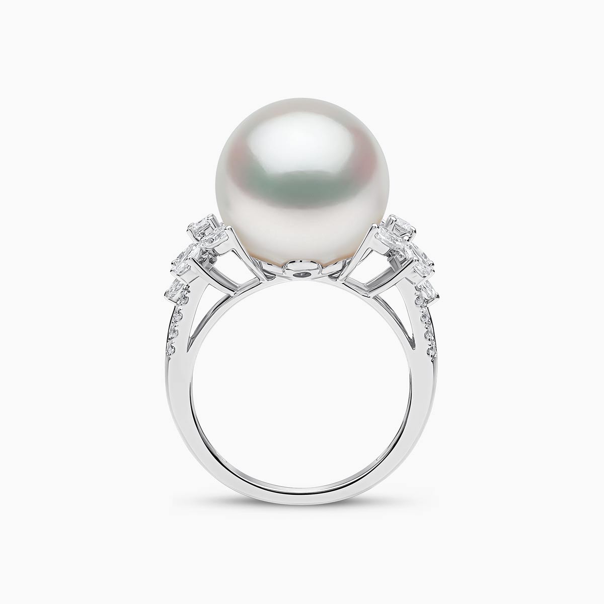 White Australian South Sea / White Gold